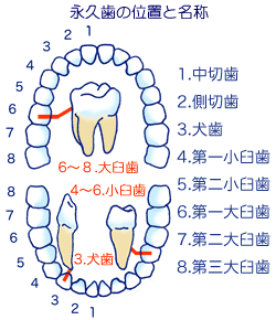 永久歯に生え変わるまで