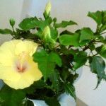 20120710153946